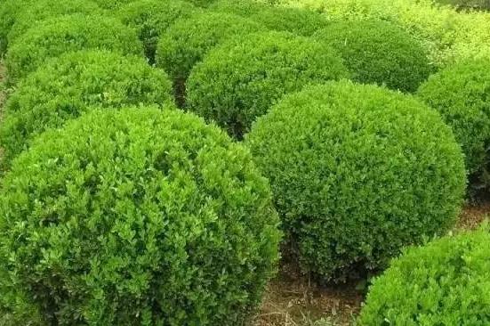 喬、灌木類植物的養(yǎng)護(hù)要點(diǎn)，看看凱蒂分享的這6點(diǎn)！