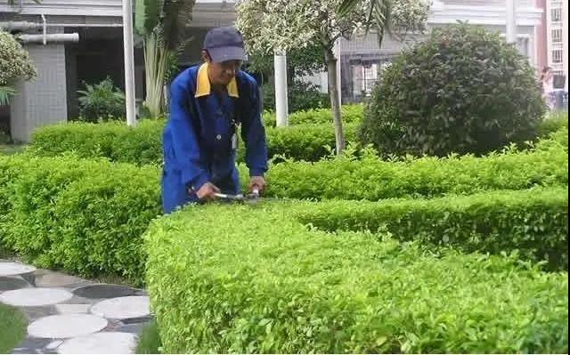 園林綠化工程施工常見誤區(qū)，您中招了嗎?