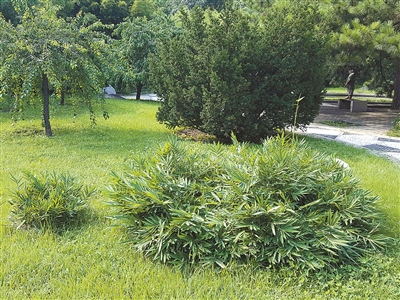 北京植物園花境中的觀賞草魅力究竟在哪里？