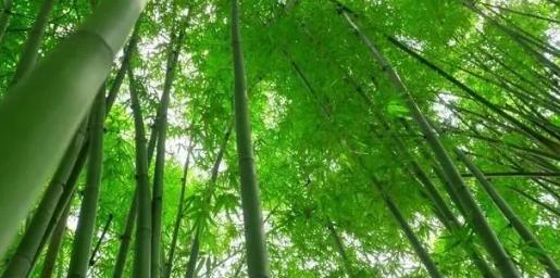 你知道樹(shù)木在園林綠化中的分類嗎？