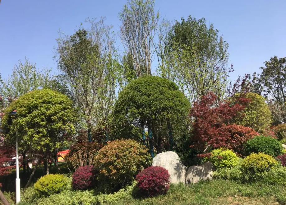 春季氣溫開始回升，襄陽園林綠化公司做好這些養(yǎng)護(hù)舉措，苗木來年存活好，長枝快