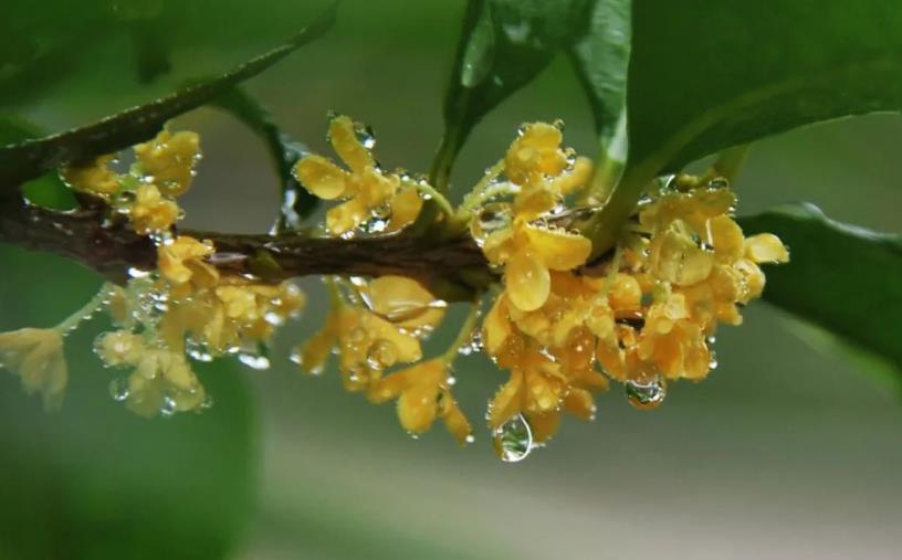 春季桂花移栽修剪有訣竅，襄陽園林綠化公司親傳經(jīng)驗(yàn)，來年花多枝密長勢(shì)好