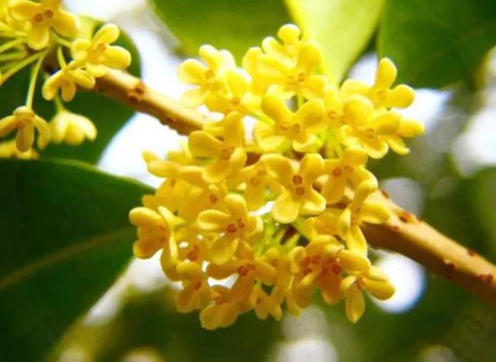園林綠化zui愛(ài)的10種“花香之樹(shù)”！