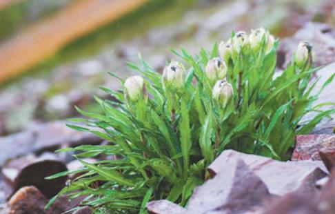 冰天雪地，為何也有植物開花？